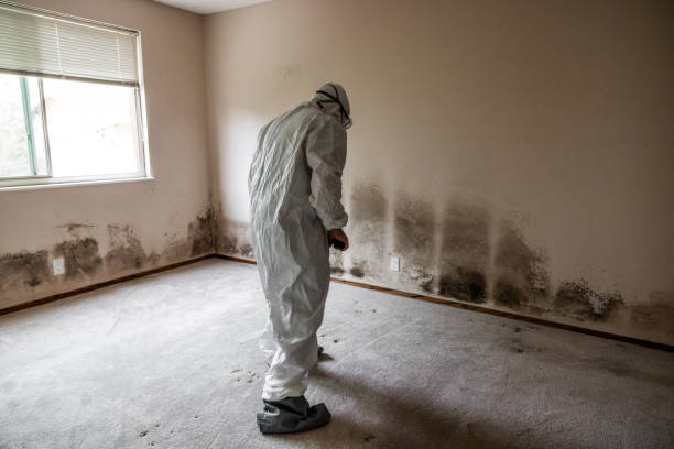 Best Attic Mold Removal  in Valley View, PA