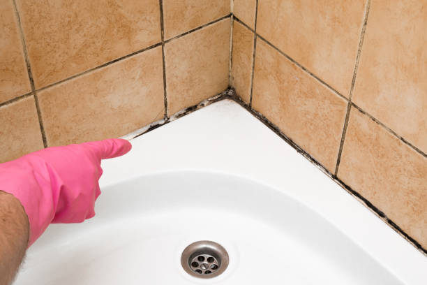 Best Residential Mold Removal  in Valley View, PA